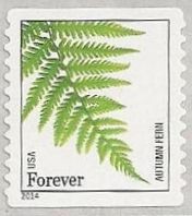 Colnect-2170-417-Autumn-fern-Dryopteris-erythrosora.jpg