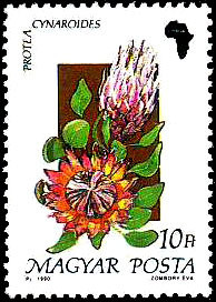 Colnect-1009-319-Protea-cynaroides.jpg