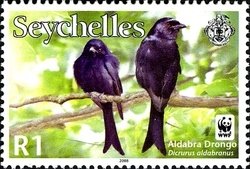 Colnect-1703-861-Aldabra-Drongo-Dicrurus-aldabranus.jpg