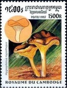 Colnect-2067-327-Hygrophorus-hypothejus.jpg