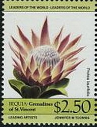 Colnect-2421-991-Protea-laurifolia.jpg