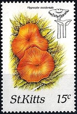 Colnect-2920-591-Hygrocybe-occidentalis.jpg