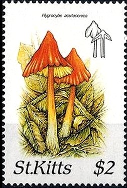 Colnect-2920-594-Hygrocybe-acutoconica.jpg