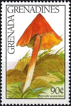 Colnect-2942-652-Hygrocybe-acutoconica.jpg