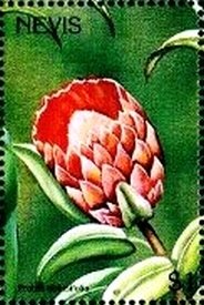 Colnect-3544-798-Protea-obtusifolia.jpg