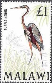 Colnect-488-561-Purple-Heron-nbsp-Ardea-purpurea.jpg