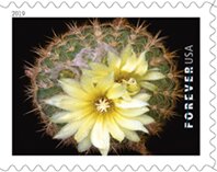 Colnect-5595-741-Parodia-microsperma.jpg