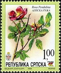 Colnect-577-974-Rosa-pendulina.jpg