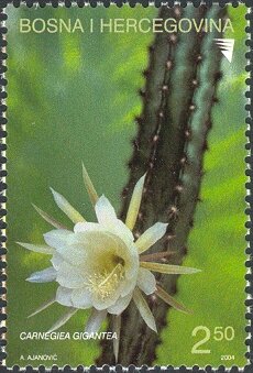 Colnect-5872-098-Saguaro-Carnigiea-gigantea.jpg