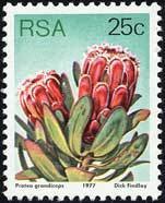 Princess-protea-Protea-grandiceps.jpg