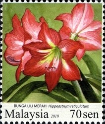 Colnect-1434-524-Garden-Flowers--Hippeastrum-reticulatum.jpg