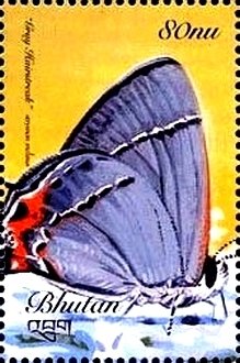 Colnect-3400-664-Gray-Hairstreak-Strymon-melinus.jpg