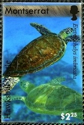 Colnect-1523-994-Hawksbill-Turtle-Eretmochelys-imbricata.jpg