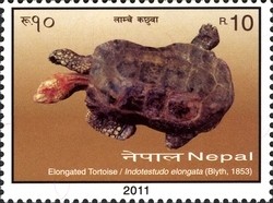 Colnect-1538-395-Elongated-Tortoise-Indotestudo-elongata.jpg