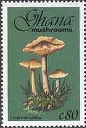 Colnect-2389-598-Cortinarius-Elatior.jpg