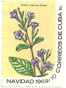 Colnect-1726-378-Ruellia-tuberosa.jpg