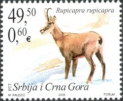 Colnect-532-744-Balkan-Chamois-Rupicapra-rupicapra-balcanica.jpg