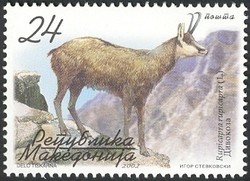 Colnect-575-022-Balkan-Chamois-Rupicapra-rupicapra-balcanica.jpg