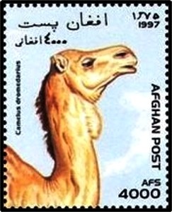 Colnect-2204-183-Dromedary-Camelus-dromedarius.jpg