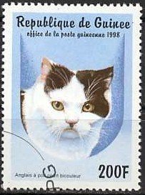 Colnect-1097-960-English-Shorthair-Bicolor-Felis-silvestris-catus.jpg