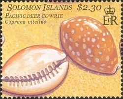 Colnect-1428-807-Pacific-Deer-Cowrie-Cypraea-vitellus-.jpg