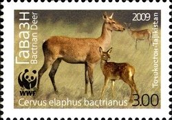 Colnect-1739-103-Bukhara-Deer-Cervus-elaphus-bactrianus.jpg