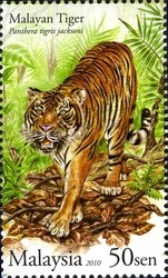 Colnect-614-141-Malayan-Tiger-Panthera-tigris-jacksoni.jpg