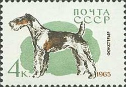 Colnect-885-184-Fox-Terrier-Canis-lupus-familiaris.jpg