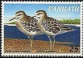 Colnect-1239-763-Sharp-tailed-Sandpiper-Calidris-acuminata.jpg