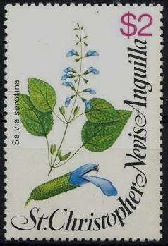 Colnect-1289-839-Salvia-serontina.jpg