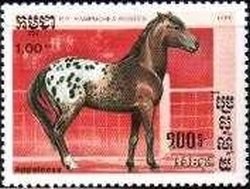 Colnect-2142-479-Appaloosa-Equus-ferus-caballus.jpg