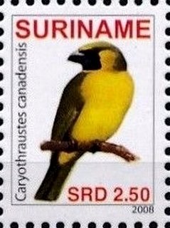 Colnect-2731-142-Yellow-green-Grosbeak-Caryothraustes-canadensis.jpg