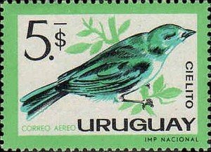 Colnect-491-715-Glaucous-blue-Grosbeak-Cyanoloxia-glaucocaerulea.jpg