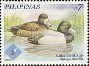 Colnect-2875-849-Greater-Scaup-nbsp-Aythya-marila.jpg