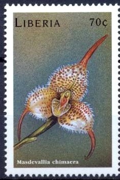 Colnect-2985-188-Masdevallia-chimaera.jpg