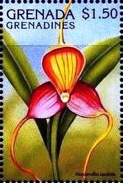 Colnect-4385-435-Masdevallia-caudata.jpg