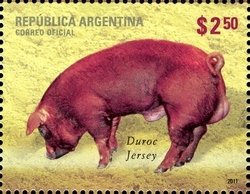 Colnect-1426-248-Duroc-Jersey-Sus-scrofa-domestica.jpg