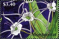 Colnect-1524-202-Lilies-of-Montserrat---Hymenocallis-caribaea.jpg