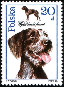 Colnect-1968-055-Czeski-Fousek-Canis-lupus-familiaris.jpg