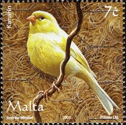 Colnect-657-637-Domestic-Canary-Serinus-canaria-forma-domestica.jpg