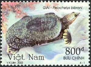 Colnect-1620-845-Asian-Giant-Softshell-Turtle-Pelochelys-bibroni.jpg