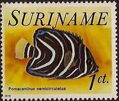 Colnect-2636-003-Koran-Angelfish-Pomacanthus-semicirculatus.jpg