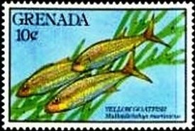 Colnect-3481-127-Yellow-Goatfish-Mulloidichthys-martinicus.jpg