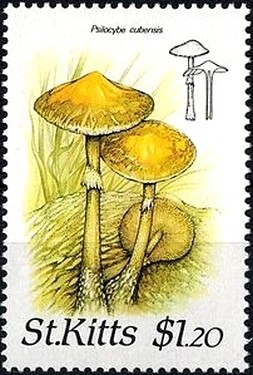 Colnect-2920-593-Psilocybe-cubensis.jpg