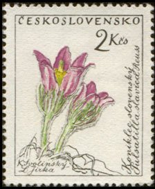 Colnect-445-068-Koniklec-slovensk%C3%BD-pulsatilla-slavica-REUSS.jpg