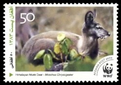 Colnect-523-622-Himalayan-Musk-Deer-Moschus-leucogaster.jpg