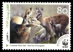 Colnect-523-623-Himalayan-Musk-Deer-Moschus-leucogaster.jpg