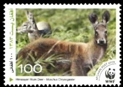 Colnect-523-624-Himalayan-Musk-Deer-Moschus-leucogaster.jpg