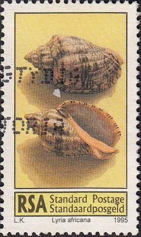 Colnect-3372-351-Sea-Snail-Lyria-africana.jpg