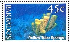 Colnect-1756-349-Yellow-Tube-Sponge-Aplysina-fistularis-.jpg